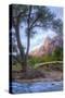 Virgin Riverside Landscape, Zion National Park-Vincent James-Stretched Canvas