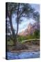 Virgin Riverside Landscape, Zion National Park-Vincent James-Stretched Canvas