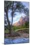 Virgin Riverside Landscape, Zion National Park-Vincent James-Mounted Photographic Print