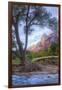 Virgin Riverside Landscape, Zion National Park-Vincent James-Framed Photographic Print