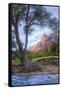 Virgin Riverside Landscape, Zion National Park-Vincent James-Framed Stretched Canvas