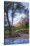 Virgin Riverside Landscape, Zion National Park-Vincent James-Stretched Canvas