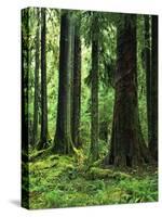 Virgin Sitka Spruce, Hoh Rain Forest, Olympic National Forest, Washington, USA-Charles Gurche-Stretched Canvas