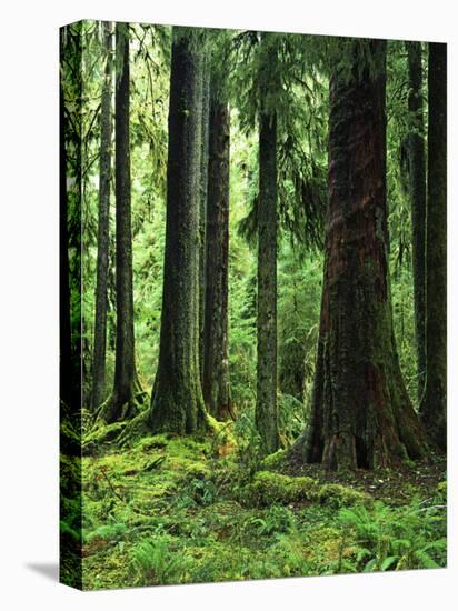 Virgin Sitka Spruce, Hoh Rain Forest, Olympic National Forest, Washington, USA-Charles Gurche-Stretched Canvas