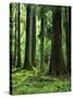 Virgin Sitka Spruce, Hoh Rain Forest, Olympic National Forest, Washington, USA-Charles Gurche-Stretched Canvas