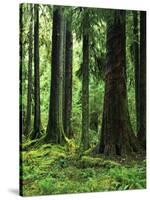 Virgin Sitka Spruce, Hoh Rain Forest, Olympic National Forest, Washington, USA-Charles Gurche-Stretched Canvas