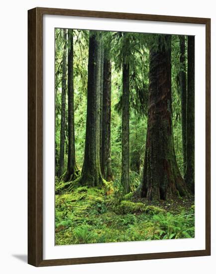 Virgin Sitka Spruce, Hoh Rain Forest, Olympic National Forest, Washington, USA-Charles Gurche-Framed Premium Photographic Print