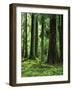 Virgin Sitka Spruce, Hoh Rain Forest, Olympic National Forest, Washington, USA-Charles Gurche-Framed Photographic Print