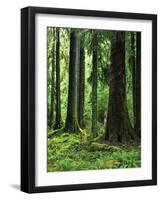 Virgin Sitka Spruce, Hoh Rain Forest, Olympic National Forest, Washington, USA-Charles Gurche-Framed Photographic Print