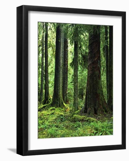 Virgin Sitka Spruce, Hoh Rain Forest, Olympic National Forest, Washington, USA-Charles Gurche-Framed Photographic Print