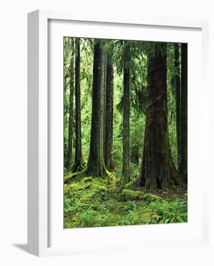 Virgin Sitka Spruce, Hoh Rain Forest, Olympic National Forest, Washington, USA-Charles Gurche-Framed Photographic Print