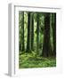 Virgin Sitka Spruce, Hoh Rain Forest, Olympic National Forest, Washington, USA-Charles Gurche-Framed Photographic Print