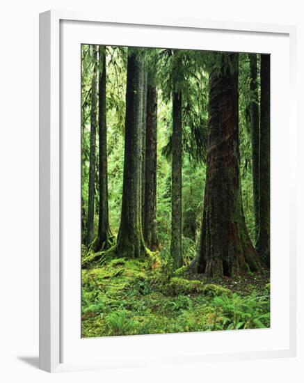 Virgin Sitka Spruce, Hoh Rain Forest, Olympic National Forest, Washington, USA-Charles Gurche-Framed Photographic Print