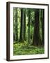 Virgin Sitka Spruce, Hoh Rain Forest, Olympic National Forest, Washington, USA-Charles Gurche-Framed Photographic Print