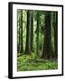 Virgin Sitka Spruce, Hoh Rain Forest, Olympic National Forest, Washington, USA-Charles Gurche-Framed Photographic Print