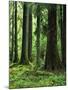 Virgin Sitka Spruce, Hoh Rain Forest, Olympic National Forest, Washington, USA-Charles Gurche-Mounted Photographic Print