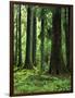 Virgin Sitka Spruce, Hoh Rain Forest, Olympic National Forest, Washington, USA-Charles Gurche-Framed Photographic Print