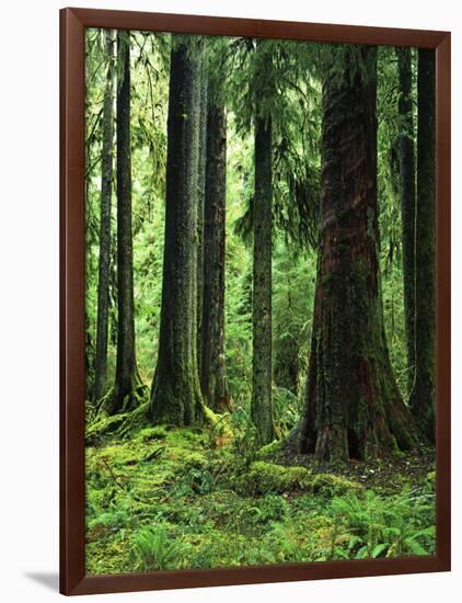 Virgin Sitka Spruce, Hoh Rain Forest, Olympic National Forest, Washington, USA-Charles Gurche-Framed Photographic Print