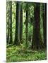 Virgin Sitka Spruce, Hoh Rain Forest, Olympic National Forest, Washington, USA-Charles Gurche-Mounted Photographic Print