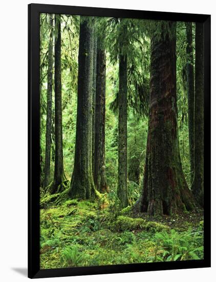 Virgin Sitka Spruce, Hoh Rain Forest, Olympic National Forest, Washington, USA-Charles Gurche-Framed Photographic Print