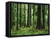 Virgin Sitka Spruce, Hoh Rain Forest, Olympic National Forest, Washington, USA-Charles Gurche-Framed Stretched Canvas