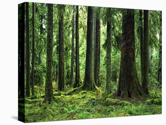 Virgin Sitka Spruce, Hoh Rain Forest, Olympic National Forest, Washington, USA-Charles Gurche-Stretched Canvas