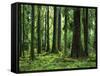 Virgin Sitka Spruce, Hoh Rain Forest, Olympic National Forest, Washington, USA-Charles Gurche-Framed Stretched Canvas