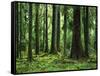 Virgin Sitka Spruce, Hoh Rain Forest, Olympic National Forest, Washington, USA-Charles Gurche-Framed Stretched Canvas