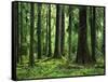 Virgin Sitka Spruce, Hoh Rain Forest, Olympic National Forest, Washington, USA-Charles Gurche-Framed Stretched Canvas