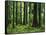 Virgin Sitka Spruce, Hoh Rain Forest, Olympic National Forest, Washington, USA-Charles Gurche-Framed Stretched Canvas