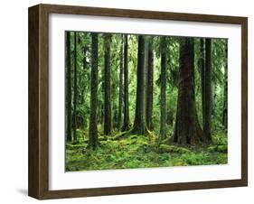 Virgin Sitka Spruce, Hoh Rain Forest, Olympic National Forest, Washington, USA-Charles Gurche-Framed Premium Photographic Print