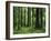 Virgin Sitka Spruce, Hoh Rain Forest, Olympic National Forest, Washington, USA-Charles Gurche-Framed Premium Photographic Print