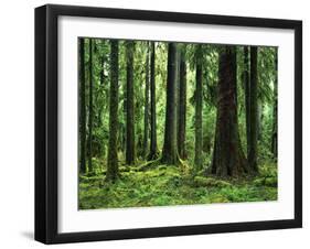 Virgin Sitka Spruce, Hoh Rain Forest, Olympic National Forest, Washington, USA-Charles Gurche-Framed Premium Photographic Print