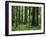 Virgin Sitka Spruce, Hoh Rain Forest, Olympic National Forest, Washington, USA-Charles Gurche-Framed Premium Photographic Print