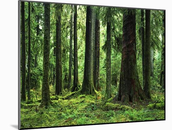 Virgin Sitka Spruce, Hoh Rain Forest, Olympic National Forest, Washington, USA-Charles Gurche-Mounted Premium Photographic Print