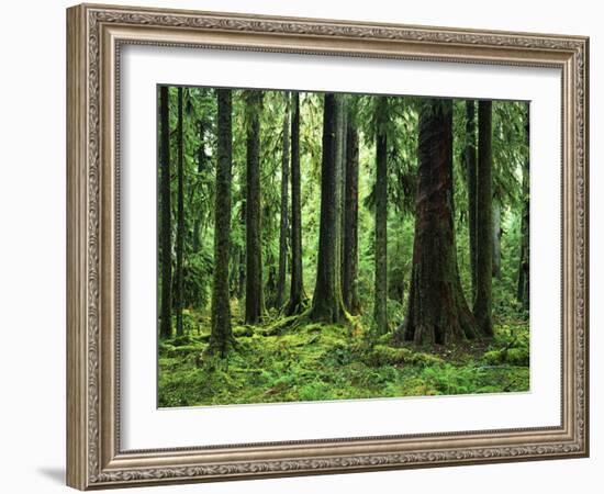 Virgin Sitka Spruce, Hoh Rain Forest, Olympic National Forest, Washington, USA-Charles Gurche-Framed Photographic Print