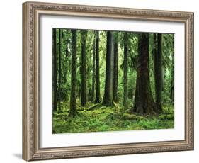 Virgin Sitka Spruce, Hoh Rain Forest, Olympic National Forest, Washington, USA-Charles Gurche-Framed Photographic Print