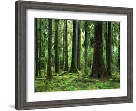 Virgin Sitka Spruce, Hoh Rain Forest, Olympic National Forest, Washington, USA-Charles Gurche-Framed Photographic Print