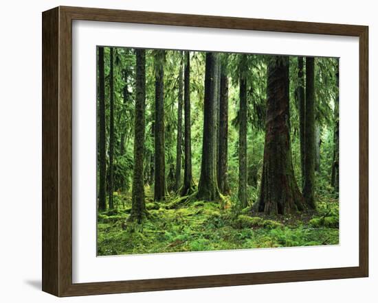 Virgin Sitka Spruce, Hoh Rain Forest, Olympic National Forest, Washington, USA-Charles Gurche-Framed Photographic Print