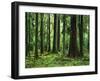 Virgin Sitka Spruce, Hoh Rain Forest, Olympic National Forest, Washington, USA-Charles Gurche-Framed Photographic Print