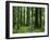 Virgin Sitka Spruce, Hoh Rain Forest, Olympic National Forest, Washington, USA-Charles Gurche-Framed Photographic Print