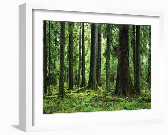 Virgin Sitka Spruce, Hoh Rain Forest, Olympic National Forest, Washington, USA-Charles Gurche-Framed Photographic Print