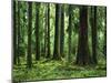 Virgin Sitka Spruce, Hoh Rain Forest, Olympic National Forest, Washington, USA-Charles Gurche-Mounted Photographic Print