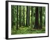 Virgin Sitka Spruce, Hoh Rain Forest, Olympic National Forest, Washington, USA-Charles Gurche-Framed Photographic Print