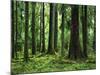 Virgin Sitka Spruce, Hoh Rain Forest, Olympic National Forest, Washington, USA-Charles Gurche-Mounted Photographic Print