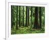 Virgin Sitka Spruce, Hoh Rain Forest, Olympic National Forest, Washington, USA-Charles Gurche-Framed Photographic Print