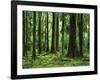 Virgin Sitka Spruce, Hoh Rain Forest, Olympic National Forest, Washington, USA-Charles Gurche-Framed Photographic Print