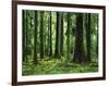 Virgin Sitka Spruce, Hoh Rain Forest, Olympic National Forest, Washington, USA-Charles Gurche-Framed Photographic Print