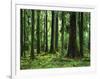 Virgin Sitka Spruce, Hoh Rain Forest, Olympic National Forest, Washington, USA-Charles Gurche-Framed Photographic Print