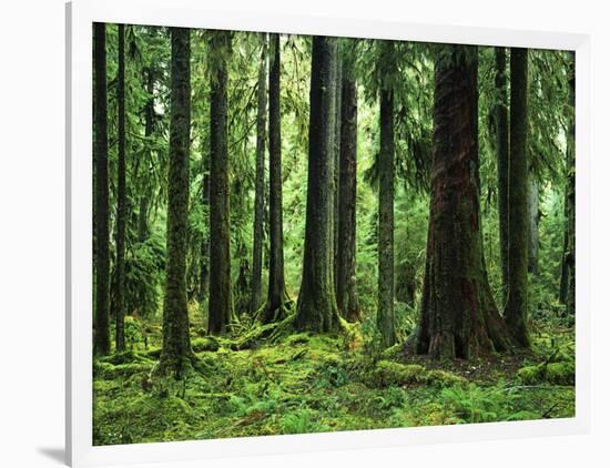 Virgin Sitka Spruce, Hoh Rain Forest, Olympic National Forest, Washington, USA-Charles Gurche-Framed Photographic Print